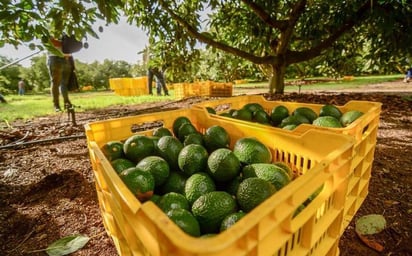 Mas de 10 mil toneladas de aguacate de Jalisco cruzará la frontera para el Super Bowl LVII