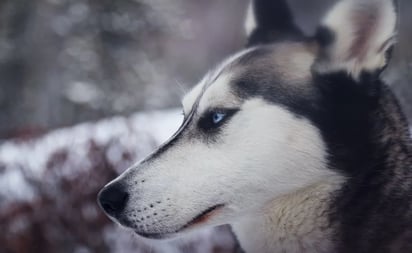 Conoce la desgarradora historia de Dante, el perro que 'murió de tristeza'