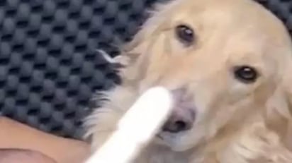 Así reaccionó este perrito cuando escuchó que alguien había roto una baqueta: Mientras el baterista explica la situación, sabiendo que había sido el perrito, este comienza a voltearle la cara.