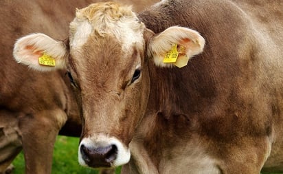 Excremento de vaca protege de las radiaciones, asegura un juez indio