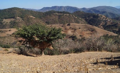 Con casi 95 mil, Oaxaca es la entidad del país con más núcleos agrarios no certificados