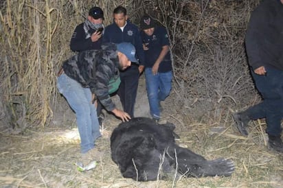 Enorme Oso es capturado en el Río Monclova