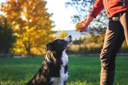 Cómo los perros entienden lo que decimos según la ciencia