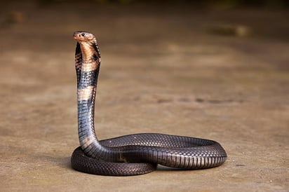 Estos son los efectos del veneno de una cobra en el cuerpo humano