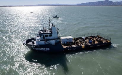 Este es el Seahorse, el nuevo barco para proteger a la vaquita marina de la pesca ilegal: El Seahorse llega en un \'momento crítico\' para esta especie endémica de México y que tiene entre sus principales defensores al a