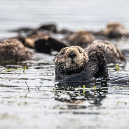 Los lobos de esta isla han aprendido a cazar nutrias, y eso los ha hecho mucho más peligrosos