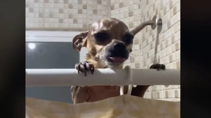 Perrita se venga de sus dueños por meterla a bañar: La siguiente mascota que se volvió viral en TikTok, se robó el corazón de miles de usuarios, todo por su terrible venganza.