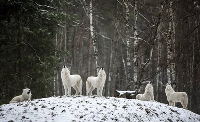 Hombre abandona a su familia para ir a vivir entre lobos por 7 años