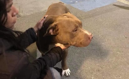 ¡Se fue solito! Pitbull aborda autobús y llega a Pachuca; ya está con sus dueños