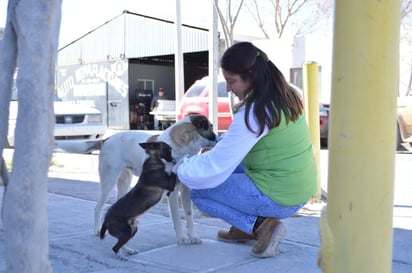 Autoridades invitan a ser responsables con cuidado de mascotas