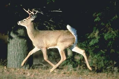 Más cazadores vienen a Coahuila este año