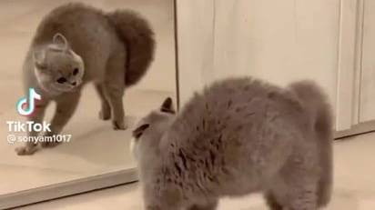 Gato se pelea con su propio reflejo: entro de la caja de los comentarios destacan los siguientes mensajes: 'Le tiraba conjuros'.