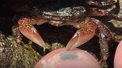 Este cangrejo carnívoro puede hacer la pedicura