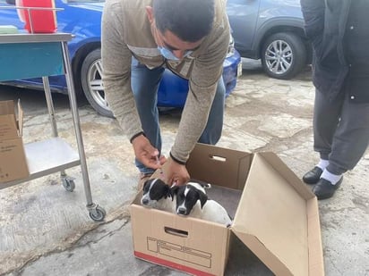 SSa: Drive Thru ha logrado aplicar 38 vacunas antirrábicas a perros y gatos