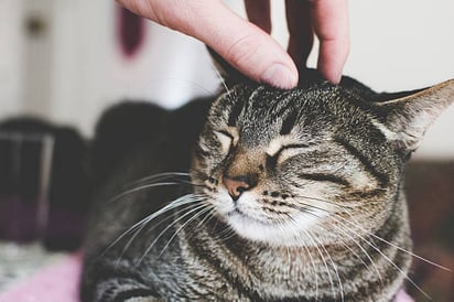 Cómo acariciar a un gato para que no muerda ni arañe