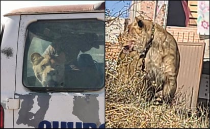 Leona escapa de su dueño y ataca a mujer en Aguascalientes