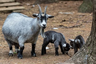 Investigan a zoológico que cocinó algunos ejemplares para la posada navideña