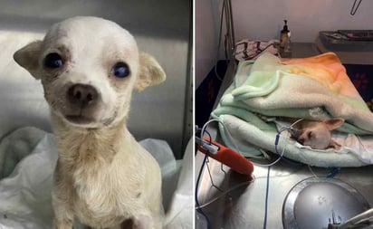 Pincky, el pequeño gran héroe herido por defender su casa de ladrones en Nayarit