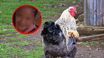 Niña distraída lleva una gallina al salón de clases: Todo parece indicar que en las escuelas ya no piden de tarea, llevar cartulinas, ahora piden llevar gallinas.