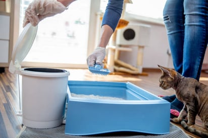 Razones por las que un gato hace del baño fuera del arenero