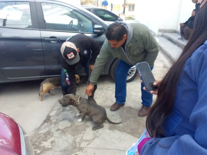 SSa pide a la comunidad conciencia para vacunar mascotas