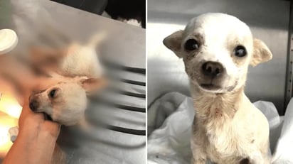 'Pincky': Perrito es atravesado por una trinche de jardinera tras detener a ladrón: \'Pincky\' fue gravemente herido en la ciudad de Compostela, Nayarit.