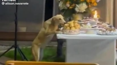 Perrito aprovecha que todos están bailando y se come la comida de una boda: A lo largo del metraje se puede ver el tradicional ambiente festivo de una boda.