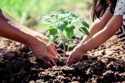 Plantar más árboles en las ciudades también salvaría miles de vidas