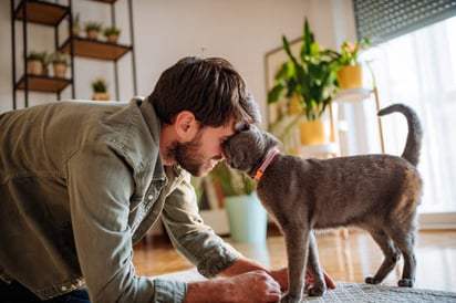 Razones por las que tu gato puede ser posesivo