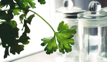 Claves para diferenciar el cilantro y el perejil a primera vista