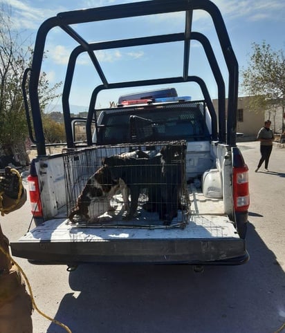 Perros atacan a niña en la colonia 21 de Marzo de Monclova