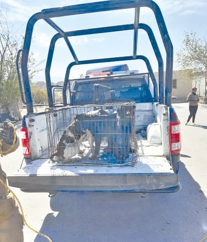 Tres perros atacan a niña en la colonia 21 de Marzo de Monclova