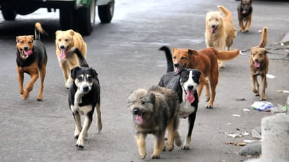 Protecani: Esterilizar a las mascotas es la solución 