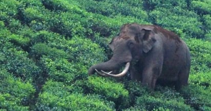 Padayappa, el amistoso elefante cuya fama se convirtió en una maldición en la India