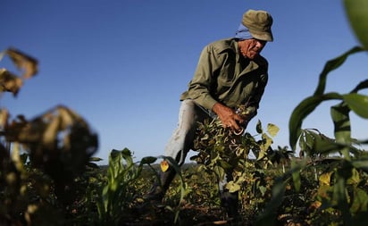 Piden organizaciones y senadores revalorar precio de garantía de frijol