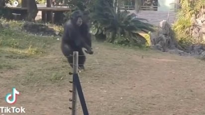 Chimpancé golpea el celular de una persona con botella que arrojaron en su hábitat: Un Chimpancé ha logrado acaparar la atención de millones de usuarios de TikTok.