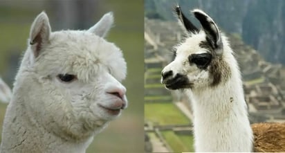 Cuáles son las diferencias entre una llama y una alpaca