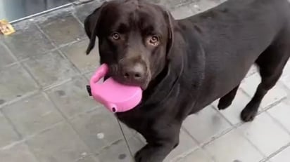 Perrito saca a pasear a su dueño con todo y correa: Se trata de un joven que decidió invertir los papeles con su perro, por lo que ahora este tendría que sacarlo a pasear a él.