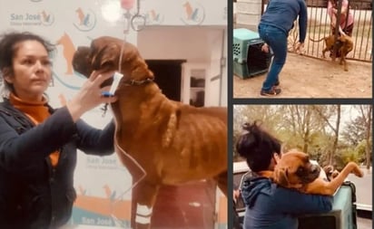 Rescatan a 'El Chato', canino víctima de crueldad animal en Sonora