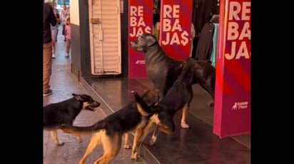 Perritos se vuelven virales por ladrarle a adornos de “Cuidado con el perro” : Los caninos confundieron una decoración en forma de perro y no paraban de ladrar  