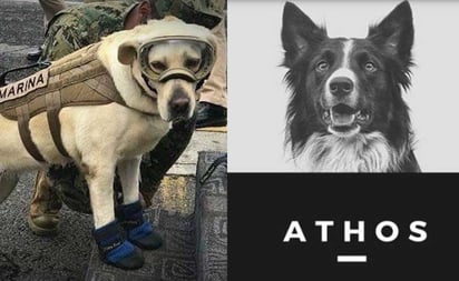 ¿De qué murieron Frida y Athos, perros rescatistas mexicanos?