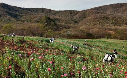 Guardia Nacional localiza y destruye seis plantíos de amapola en Durango