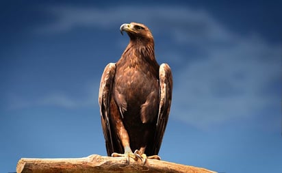 Por primera vez, reconstruyen el pico de un Águila Negra en México