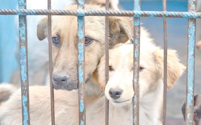 Municipio sancionará a quien cometa maltrato animal