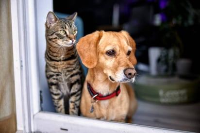 Según la ciencia esta es la diferencia entre los amantes de los perros y los de los gatos