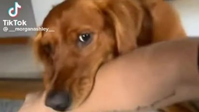 Sujeto hace creer a su perrito que le dolió su mordida: Ya que el perrito tiene el brazo de su dueño en el hocico, este da un pequeño grito como si le estuviera doliendo