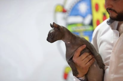 ¿Quieres ser la Karen del gatito egipcio rescatado en penal de Juárez? Aquí la convocatoria 