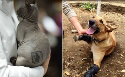 Un gato egipcio tatuado y un perro mutilado: huellas del narco en México: Dos casos de crueldad animal han impactado en las redes sociales, uno más reciente es el del gato egipcio en Cereso de Chihuahua