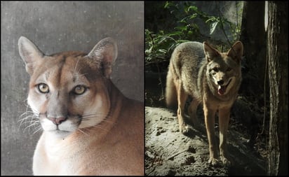 Un puma y dos coyotes, nuevos habitantes del zoológico de Tuxtla Gutiérrez, Chiapas