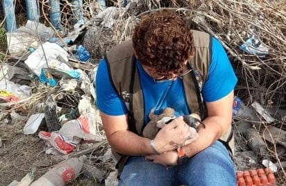 Cachorros son encontrados en predio durante limpieza en Monclova 